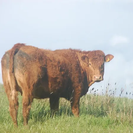 Slieve Elva * Lisdoonvarna