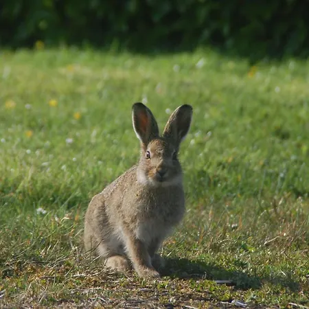 Panzió Slieve Elva *
