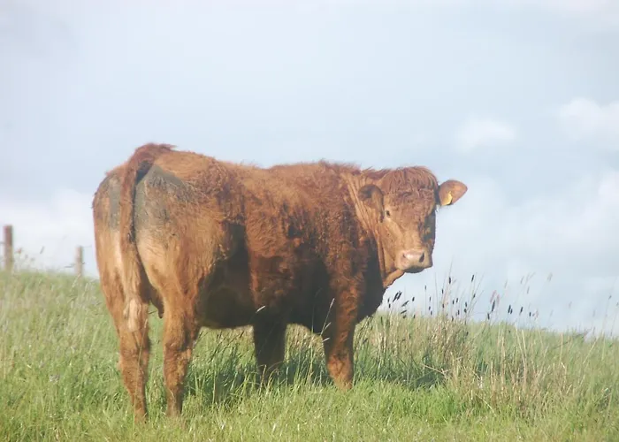 Slieve Elva * Lisdoonvarna