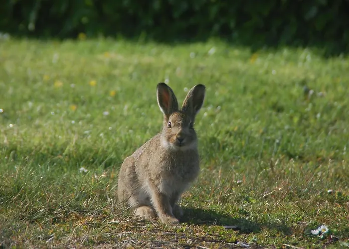 Bed and breakfast Slieve Elva *